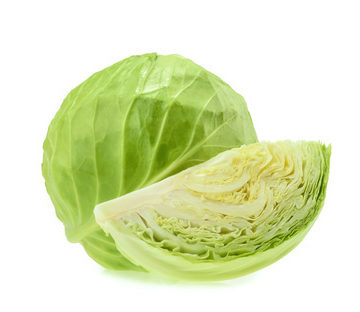 Green cabbage isolated on white background Thailand Cabbages: Planting green cabbage with a professional bringing profit of over 30,000 baht per rai