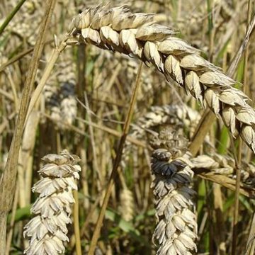 Wheat_close-up-e1680262835646 Russian Wheat: The top three lines of Bashkir agricultural exports have been occupied by wheat, flax and barley since the beginning of 2023