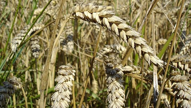 Russian Wheat: The top three lines of Bashkir agricultural exports have been occupied by wheat, flax and barley since the beginning of 2023