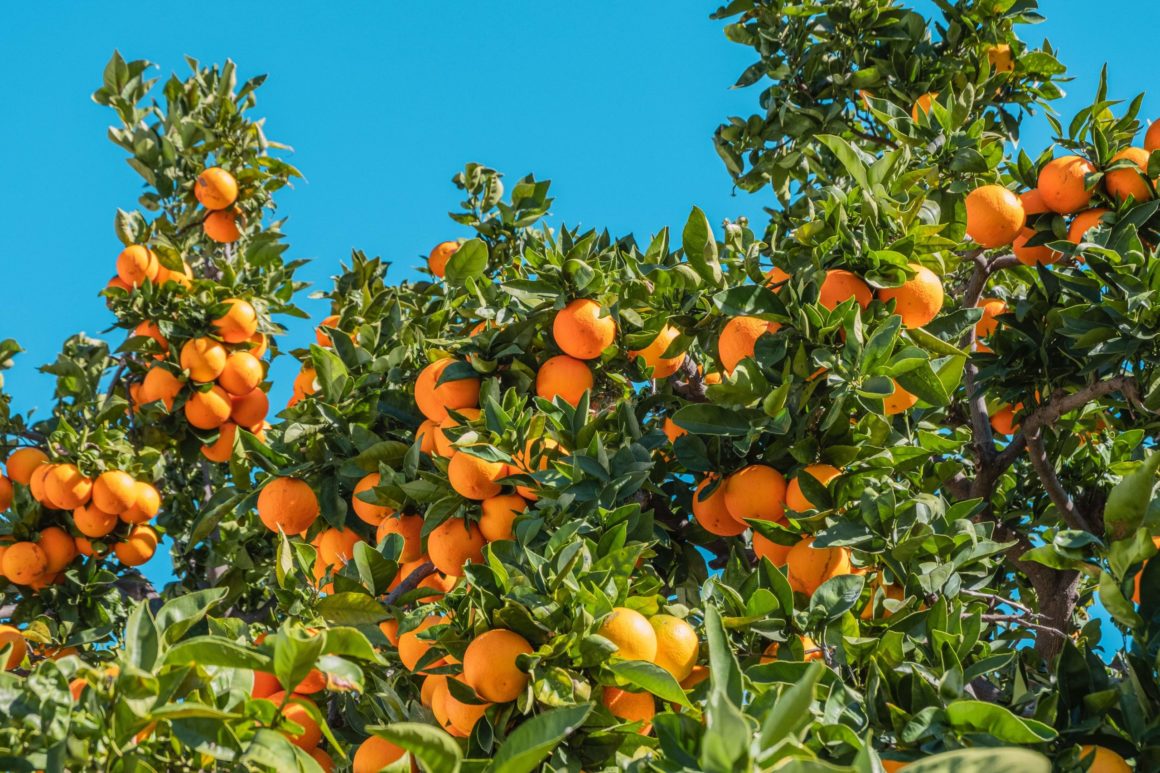 spain-oranges-scaled “The Valencian citrus sector has always guaranteed a sufficient supply of citrus fruits” asserts AVA-ASAJA