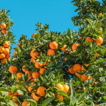 spain-oranges-scaled Spain Oranges: The Valencian Association of Farmers asks retailers and consumers to give priority to Spanish oranges