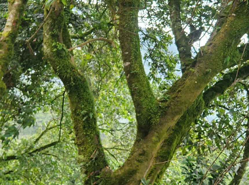 Norwegian Study: Human activity impacts wildlife in tropical protected areas