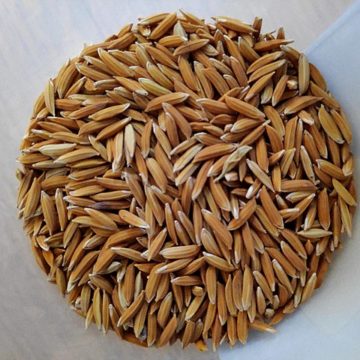 Dried grain: Credit, Wikimedia Commons Dried wheat