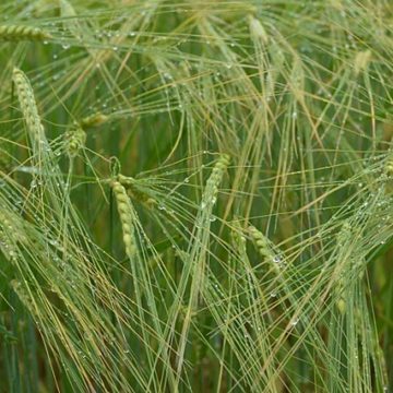 Barley ready for Harvest: Credit, Wikimedia Commons Barley was an early crop