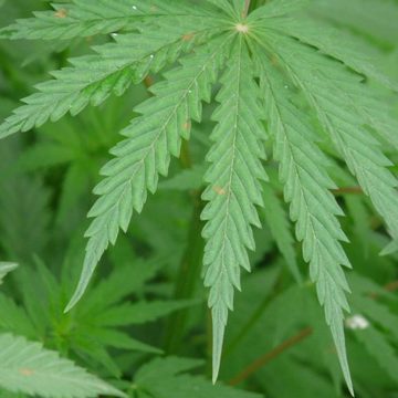 Hemp (Cannabis sativa) Italy: Supply chain tests for hemp from seed