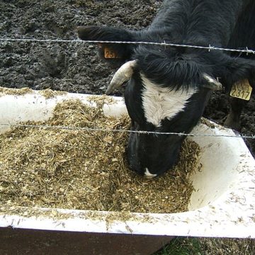 Poland research: Increase milk productivity and reduce greenhouse gas emissions