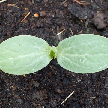 Growing watermelon (Citrullus lanatus) plant Prices for melons (125%) and watermelons (+78%) skyrocket, compared to a year ago. Warm weather helps demand