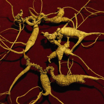 Credit: Wikimedia Commons Gingseng Roots