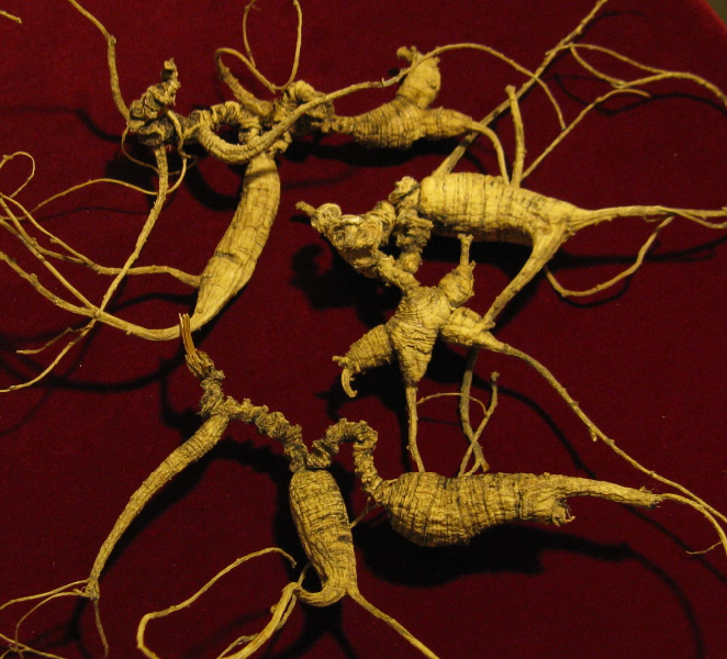 Credit: Wikimedia Commons Gingseng Roots
