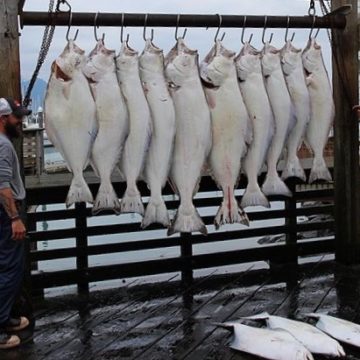 Credit: Wikimedia Commons Halibut Fish