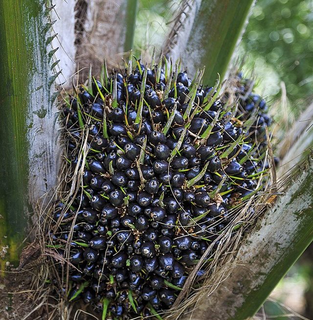 Malaysia Palm Oil: CPOPC Holds International Farmers Workshop and Field Visit