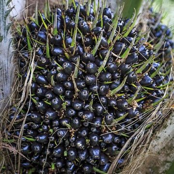 Palm oil fruits in a Malaysia plantation Malaysia Palm Oil: CPOPC Holds International Farmers Workshop and Field Visit