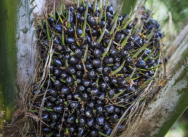 Palm oil fruits in a Malaysia plantation Malaysia Palm Oil: CPOPC Holds International Farmers Workshop and Field Visit