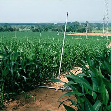 Corn under sprinkler irrigation in Spain Spain’s efficient irrigation systems reach 79% of the total irrigated area, with olive groves being the crop with the most irrigation extent