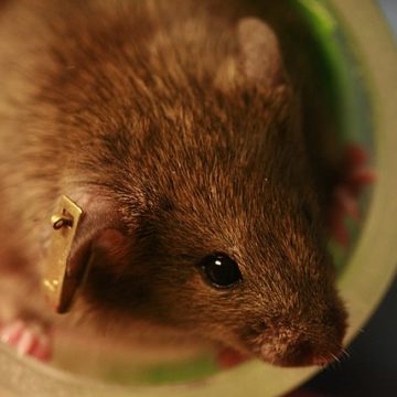 Lab mouse in France One planet, one health: France Government sets up three platforms on animal, plant and food safety
