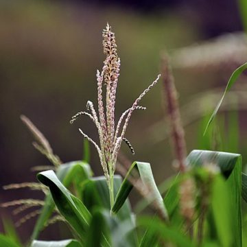 Latin American grain crops in a Nicaragua farm Agricultural and Fisheries Production in Latin America and the Caribbean will Grow 12% by 2032