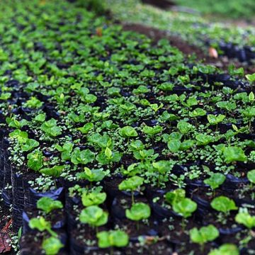 New coffee varieties in a nursery in Colombia: Credit, Wikimedia Commons Spain: More than 120 researchers analyze in Salamanca the future of agriculture and the environment