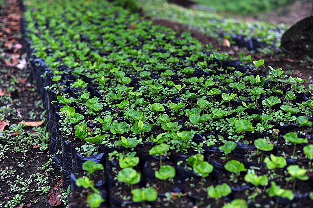 New coffee varieties in a nursery in Colombia: Credit, Wikimedia Commons Spain: More than 120 researchers analyze in Salamanca the future of agriculture and the environment