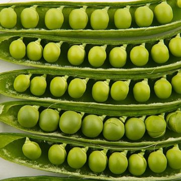 Peas in pods Netherlands: Threshing 30 hectares of peas without delay