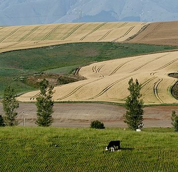 Wheat fields in Oceania: Credit, Wikimedia Commons Aussie wheat and livestock set course for record 2025-26 output