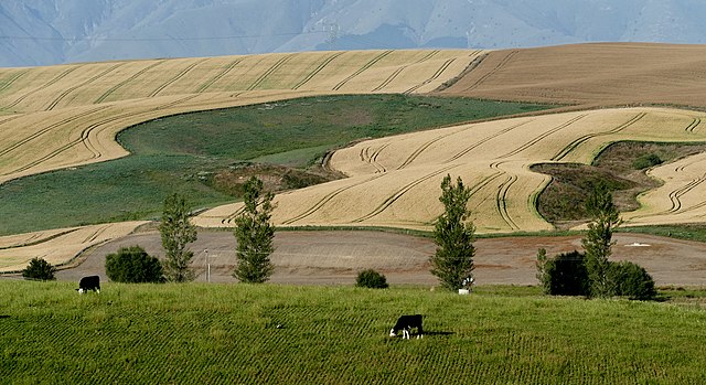 Wheat fields in Oceania: Credit, Wikimedia Commons Aussie wheat and livestock set course for record 2025-26 output