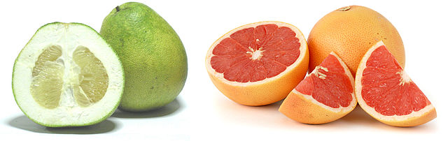 Cross-section of Citrus fruit varieties: Credit, Wikimedia Commons South Africa citrus