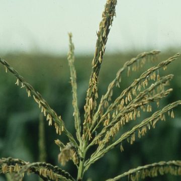CLOSEUP of corn tassel on a farm in MINNESOTA: Credit, Wikimedia Commons Corn stalks on a Minnesota farm