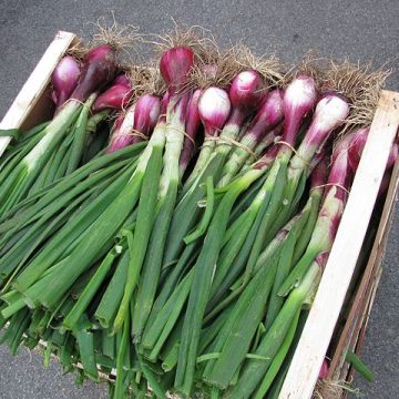 Onions on display: Credit, Wikimedia Commons Onions