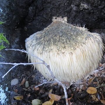 Lion's mane mushroom (Hericium erinaceus): Credit, Wikimedia Commons Lion's mane mushroom