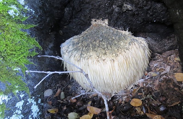 Lion's mane mushroom (Hericium erinaceus): Credit, Wikimedia Commons Lion's mane mushroom