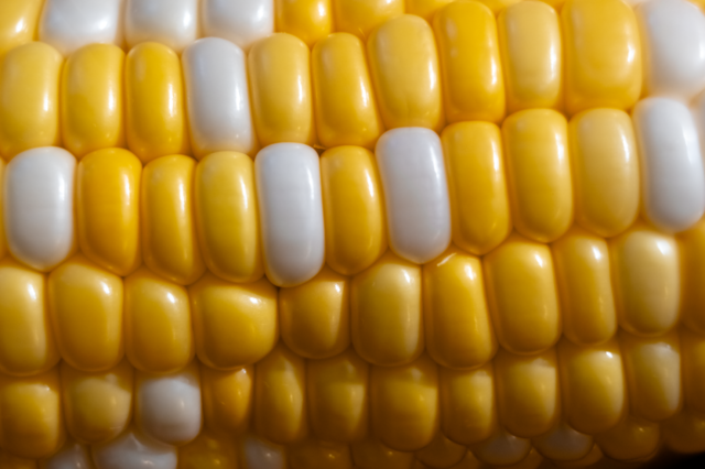 Iowa Sweet Corn: Credit, Wikimedia Commons Iowa sweet corn