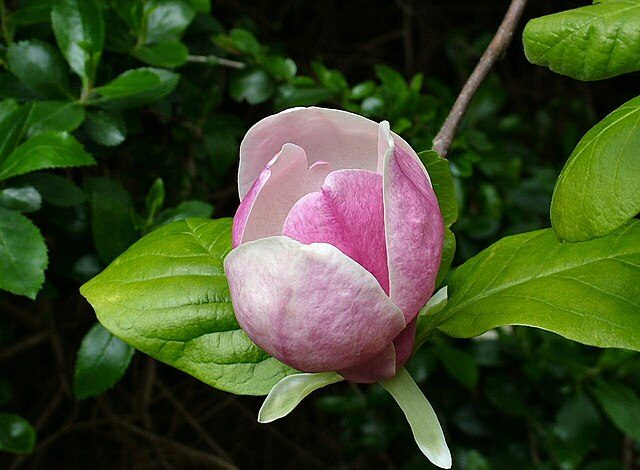 Australia Magnolia blossom: Credit, Wikimedia Commons Australia magnolia blossom