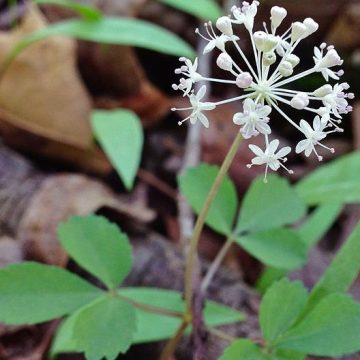 Dwarf ginseng (Panax trifolius): Credit, Wikimedia Commons US ginseng
