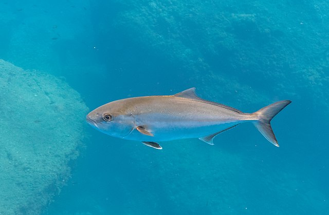 Greater amberjack: Credit, Wikimedia Commons Greater amberjack, Florida