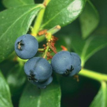 Blueberries: Credit, Wikimedia Commons Blueberries from Georgia