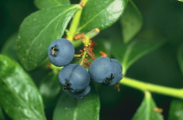 Blueberries: Credit, Wikimedia Commons Blueberries from Georgia