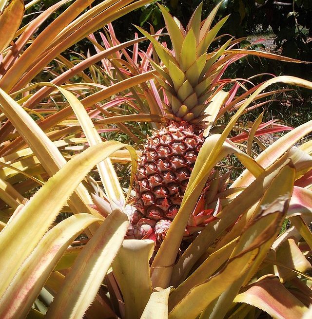 Pink pineapple