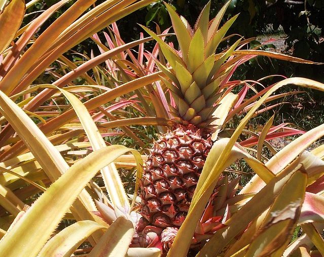 Pink pineapple: Credit, Flickr,/Wikimedia Commons Pink pineapple