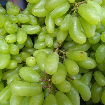 Ross Jones foresees Exciting times ahead for California Table Grapes: “all new table grape varieties will be powdery mildew resistant at some point down the road”