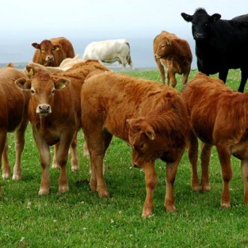 Beef cattle: Credit, Wikimedia Commons Beef Cattle