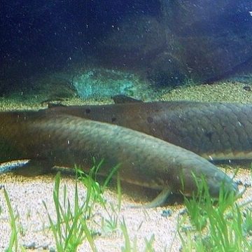 Lungfish