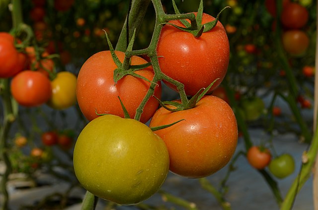 Morocco tomatoes: Credit, Wikimedia Commons Tomatoes from Morocco