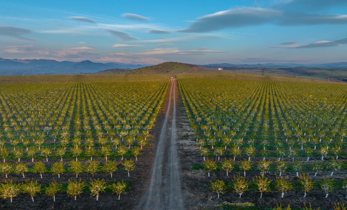 Mkisa almond field in Georgia: Courtesy, Mkisa Mkisa, the Georgian company championing almond farming: “our foremost concern is quality”