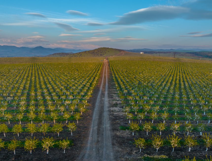 Mkisa, the Georgian company championing almond farming: “our foremost concern is quality”