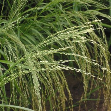 Teff (pluim Eragrostis tef): Credit, Wikimedia Commons Teff grain