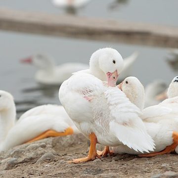 US duck farming in Hawaii: Credit, Wikimedia Commons US duck