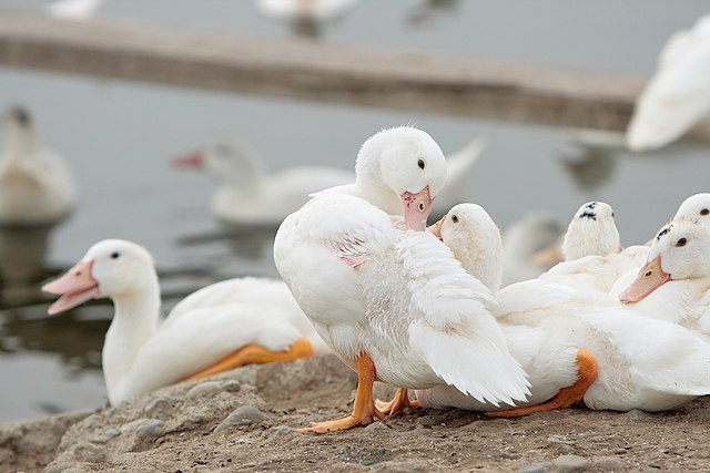 US duck farming in Hawaii: Credit, Wikimedia Commons US duck