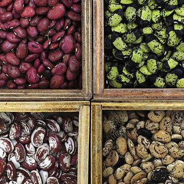 Four bean varieties in a gene bank: Credit, Wikimedia Commons PABRA brings legume wealth to Africa with hundreds of bean varieties