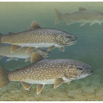 Lake trout: Credit, Wikimedia Commons Lake trout