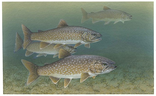 Lake trout: Credit, Wikimedia Commons Lake trout